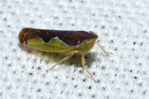 Réf. 195 414 : Platymetopius sp.